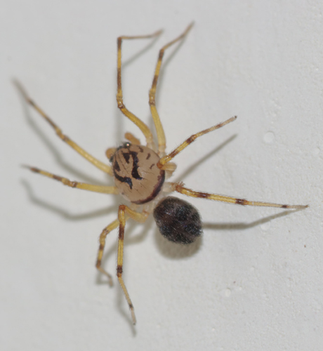 Scytodes velutina